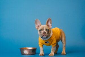 Pet industry blog main image - cute small dog wearing coat stood by food dish