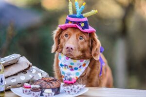 pet-industry-blog-feature-pet-humanization-dog-at-table-for-birthday