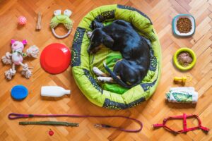 arial pic of dog in bed with all kinds of accessories surrounding